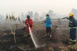 Kebakaran lahan gambut di Singkawang capai 37,27 hektare