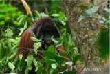 BKSDA Kalbar prioritaskan perlindungan Orangutan saat karhutla