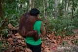 BKSDA evakuasi 11 orang utan dari ancaman karhutla Samboja Kukar