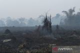 BKSDA Jambi pastikan kebakaran tidak mengganggu habitat gajah