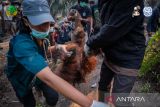 Kemenhut perkuat satgas penyelamatan satwa terdampak karhutla