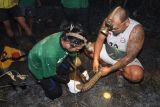 CAN Borneo selamatkan tenggiling terkepung karhutla di Berau