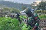 TNI sita 21.400 batang ganja diduga milik OPM di Papua Pegunungan