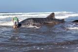 Hiu paus terdampar di pantai Jembrana diselamatkan