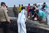 Bangkai hiu paus terdampar di Jembrana Bali dikuburkan di lokasi