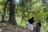 Nasib Beutong Ateuh Aceh: Belum pulih dari banjir bandang, izin tambang datang