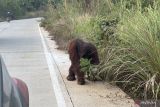 Orang Utan berulang kali cari makan di pinggir jalan poros Sangatta