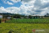 Distankan: 3.600 hektare sawah di Rejang Lebong terancam kekeringan
