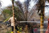 KKI Warsi: Karhutla di Jambi bersinggungan dengan lahan PBPH