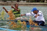 Pemprov Maluku siapkan 20.000 hektare lahan kembangkan rumput laut dukung program Kementerian KKP