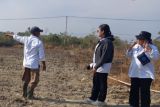 BBRMP Maluku kembangkan ubi kayu di Makariki