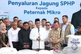Mentan percepat penyaluran pasokan jagung SPHP guna ringankan peternak
