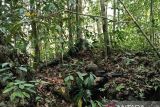 TNI tembak mati tiga anggota OPM saat kontak senjata di Maybrat