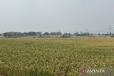 Bulog Cirebon melanjutkan penyerapan gabah petani hingga akhir 2026