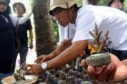 Transplantasi Karang