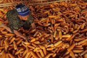 Bulog Sulselbar kirim jagung 33.000 ton ke Jatim guna stabilkan harga