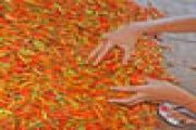 HARGA CABE MELONJAK