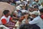HARGA AYAM STABIL