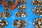 NELAYAN KERANG