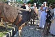 PENYERAHAN SAPI KURBAN