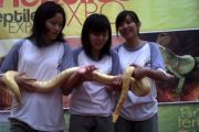 Ekspo Reptil Pertama di Batam