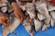 KEPALA IKAN KAKAP