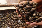 BIBIT SAWIT ILEGAL