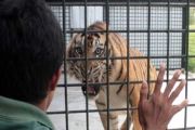 Harimau Sumatera
