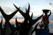 NELAYAN PULAU