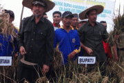 Bupati Karimun Panen Padi Percontohan
