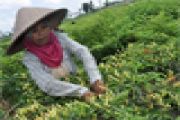 HARGA CABAI ANJLOK