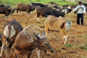 SAPI QURBAN