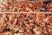AYAM RAS