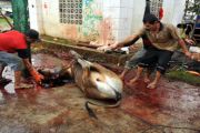 PENYEMBELIHAN HEWAN QURBAN