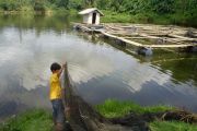 Jaring Apung