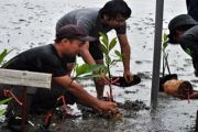 Tanam Mangrove di Senggarang