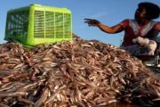 PASAR IKAN JEMPUR