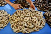 UDANG TAMBAK