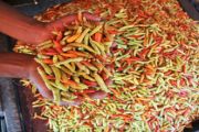 HARGA CABAI MELONJAK