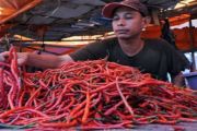 HARGA CABE NAIK