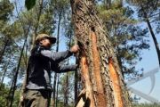 PENYADAP POHON PINUS