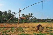 KEKERINGAN SAWAH MELUAS