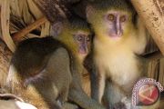 Likweli jadi spesies monyet baru Afrika teridentifikasi di Kongo
