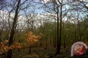 Hutan jati meranggas