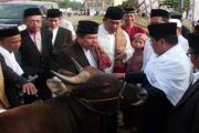 SAPI KURBAN
