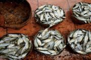 IKAN TANGKAPAN NELAYAN