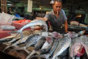 Harga ikan tenggiri naik 