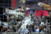 BURUNG EMPRIT