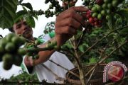 Kopi Semendo
