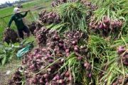 HARGA BELUM STABIL